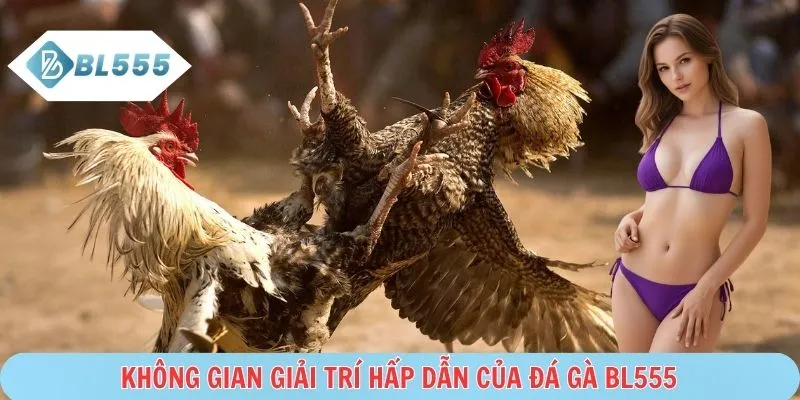 Đá gà BL555 mang tới trận gà chọi chất lượng